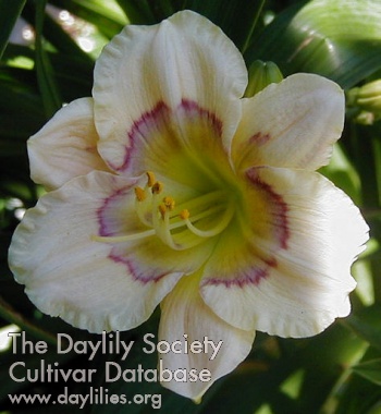 Daylily All American Baby